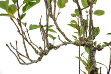 Load image into Gallery viewer, Bonsai Special | Antonovka Apple (D7)