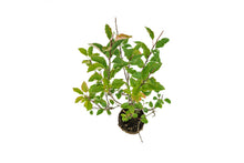 Load image into Gallery viewer, Bonsai Special | Antonovka Apple (D7)