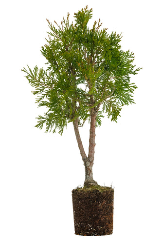 Bonsai Special | Incense Cedar (D7)