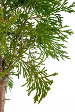 Load image into Gallery viewer, Bonsai Special | Incense Cedar (D7)