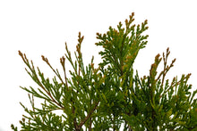 Load image into Gallery viewer, Bonsai Special | Incense Cedar (D7)