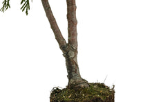 Load image into Gallery viewer, Bonsai Special | Incense Cedar (D7)