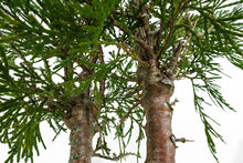Load image into Gallery viewer, Bonsai Special | Incense Cedar (D7)