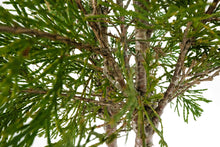 Load image into Gallery viewer, Bonsai Special | Incense Cedar (D7)