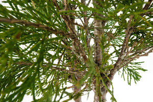 Bonsai Special | Incense Cedar (D7)