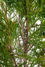 Load image into Gallery viewer, Bonsai Special | Incense Cedar (D7)