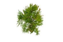 Load image into Gallery viewer, Bonsai Special | Incense Cedar (D7)