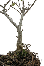 Load image into Gallery viewer, Bonsai Special | Antonovka Apple (D9)