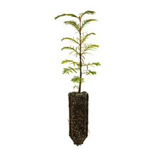 Load image into Gallery viewer, Dawn Redwood | Medium Tree Seedling | The Jonsteen Company