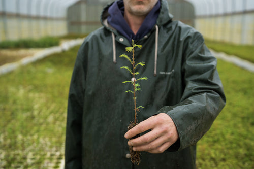 Arbor Day Tree Giveaway | The Jonsteen Company