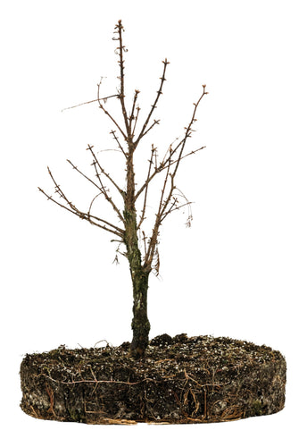 Bonsai Special | Dawn Redwood (D10)