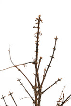 Load image into Gallery viewer, Bonsai Special | Dawn Redwood (D10)