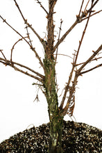 Load image into Gallery viewer, Bonsai Special | Dawn Redwood (D10)