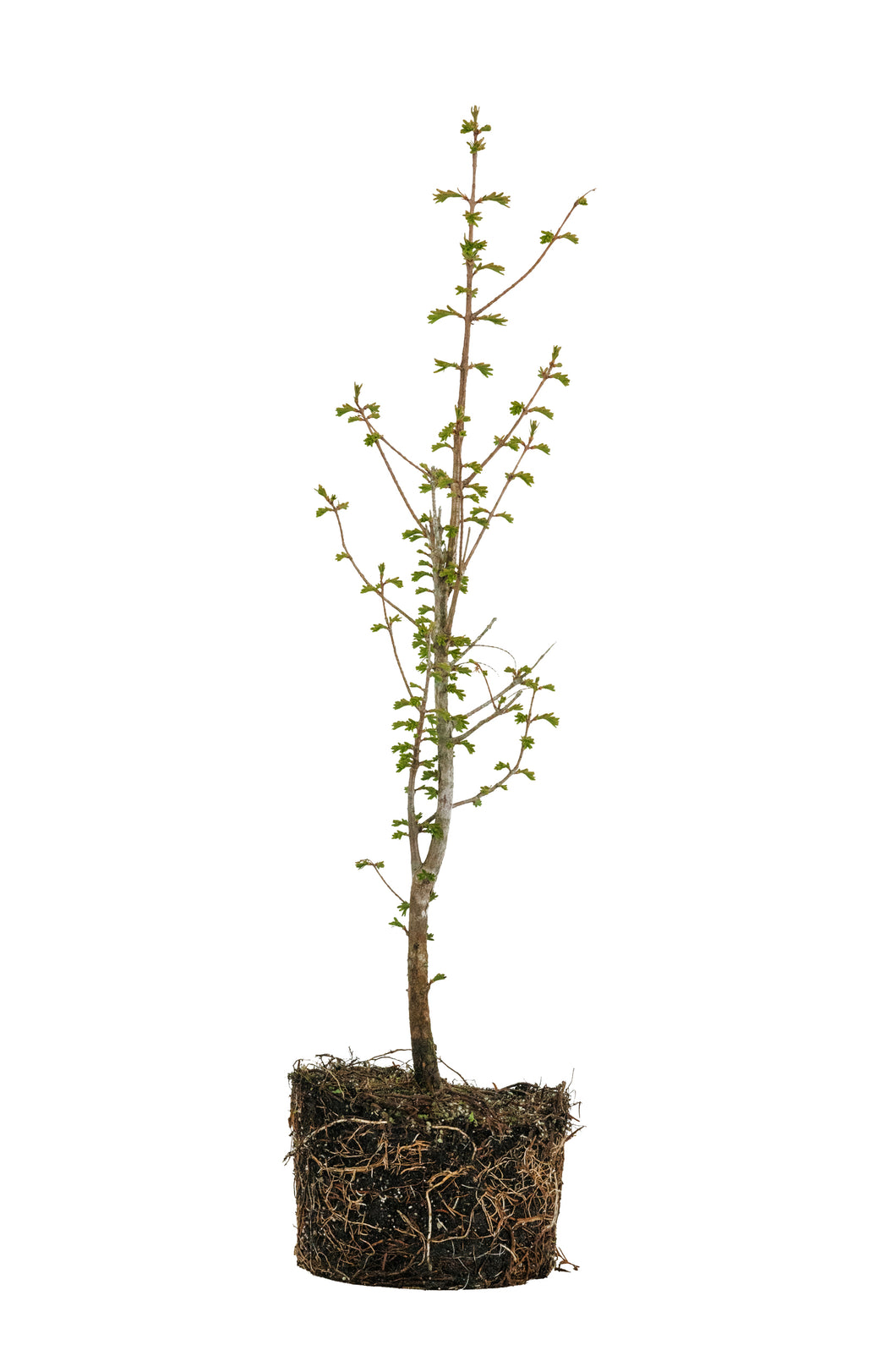 Bonsai Special | Dawn Redwood (C2)