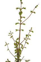 Load image into Gallery viewer, Bonsai Special | Dawn Redwood (C2)