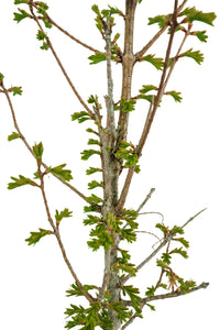 Bonsai Special | Dawn Redwood (C2)