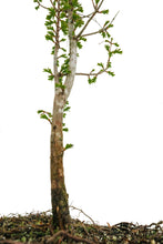 Load image into Gallery viewer, Bonsai Special | Dawn Redwood (C2)