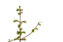 Load image into Gallery viewer, Bonsai Special | Dawn Redwood (C2)