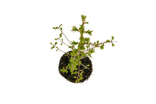Load image into Gallery viewer, Bonsai Special | Dawn Redwood (C2)