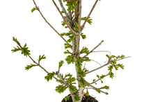 Load image into Gallery viewer, Bonsai Special | Dawn Redwood (C2)