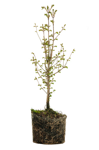 Bonsai Special | Dawn Redwood (C1)