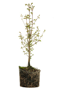 Bonsai Special | Dawn Redwood (C1)