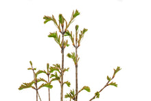 Load image into Gallery viewer, Bonsai Special | Dawn Redwood (C1)