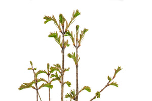 Bonsai Special | Dawn Redwood (C1)