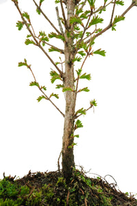Bonsai Special | Dawn Redwood (C1)
