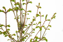 Load image into Gallery viewer, Bonsai Special | Dawn Redwood (C1)