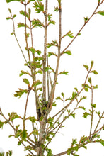 Load image into Gallery viewer, Bonsai Special | Dawn Redwood (C1)