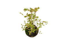 Load image into Gallery viewer, Bonsai Special | Dawn Redwood (C1)