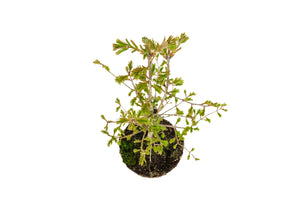 Bonsai Special | Dawn Redwood (C1)