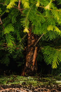 Bonsai Special | Dawn Redwood (E2)