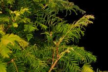Load image into Gallery viewer, Bonsai Special | Dawn Redwood (E2)