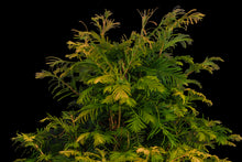 Load image into Gallery viewer, Bonsai Special | Dawn Redwood (E2)
