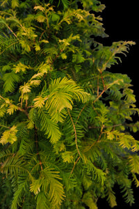 Bonsai Special | Dawn Redwood (E2)