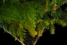Load image into Gallery viewer, Bonsai Special | Dawn Redwood (E2)