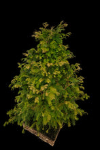 Load image into Gallery viewer, Bonsai Special | Dawn Redwood (E2)