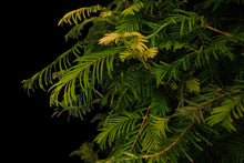 Load image into Gallery viewer, Bonsai Special | Dawn Redwood (E2)