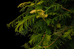 Bonsai Special | Dawn Redwood (E2)