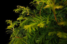Load image into Gallery viewer, Bonsai Special | Dawn Redwood (E2)