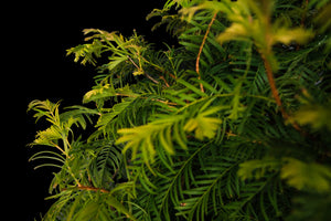 Bonsai Special | Dawn Redwood (E2)