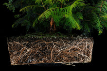 Load image into Gallery viewer, Bonsai Special | Dawn Redwood (E2)