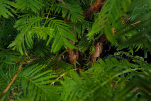 Bonsai Special | Dawn Redwood (E2)