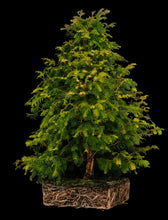 Load image into Gallery viewer, Bonsai Special | Dawn Redwood (E2)