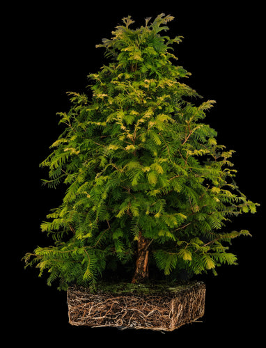 Bonsai Special | Dawn Redwood (E2)