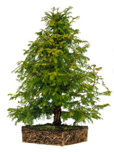 Load image into Gallery viewer, Bonsai Special | Dawn Redwood (E2)