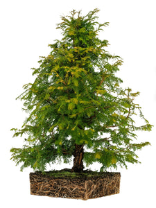 Bonsai Special | Dawn Redwood (E2)
