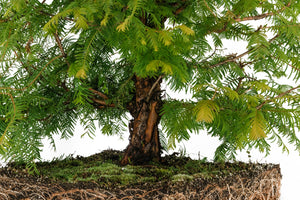Bonsai Special | Dawn Redwood (E2)